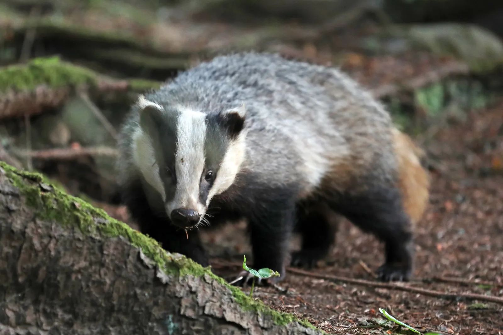 badger-7748835