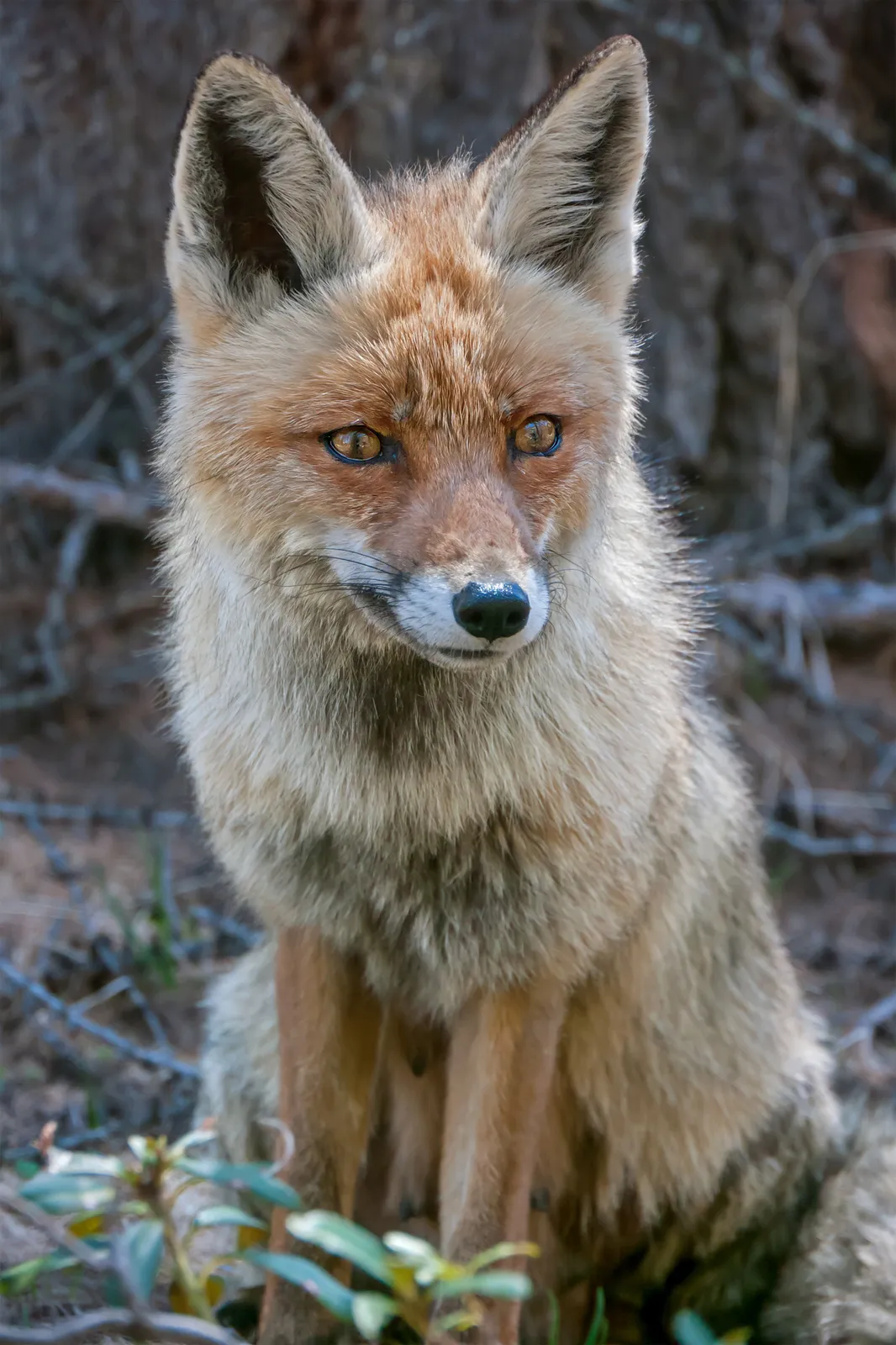 fox-2652814