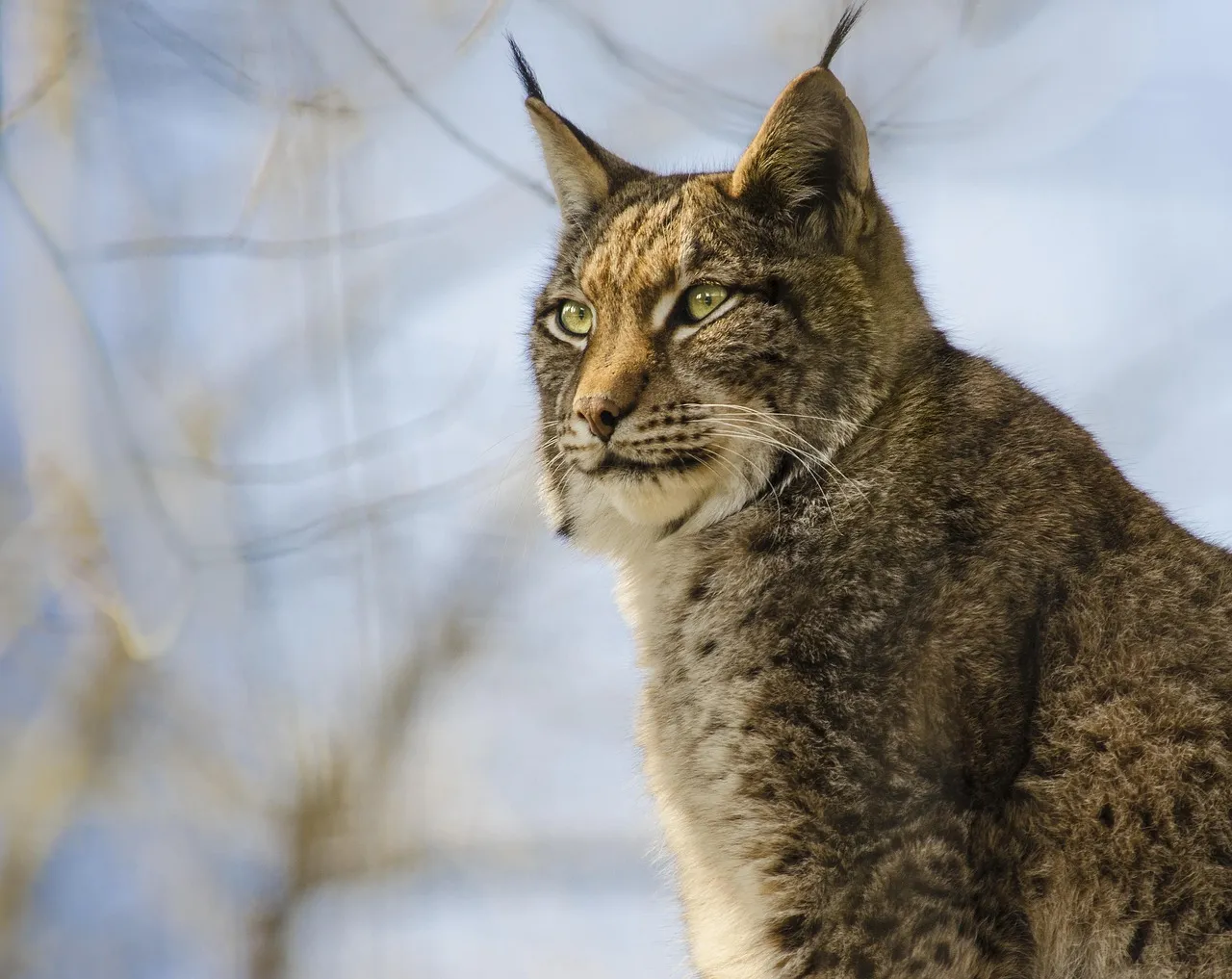 lynx-3060541_1280