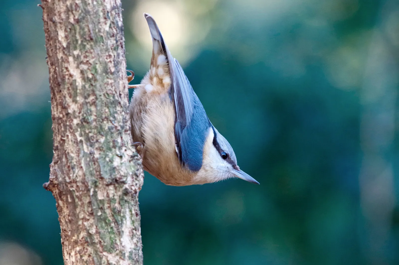 nuthatch-4973798