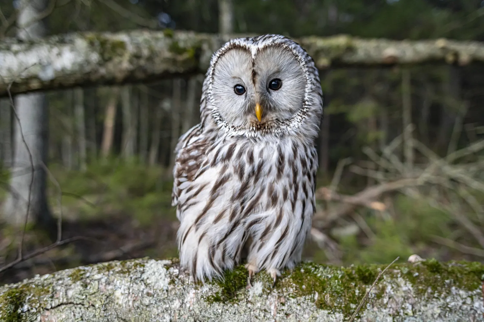 owl-5525360