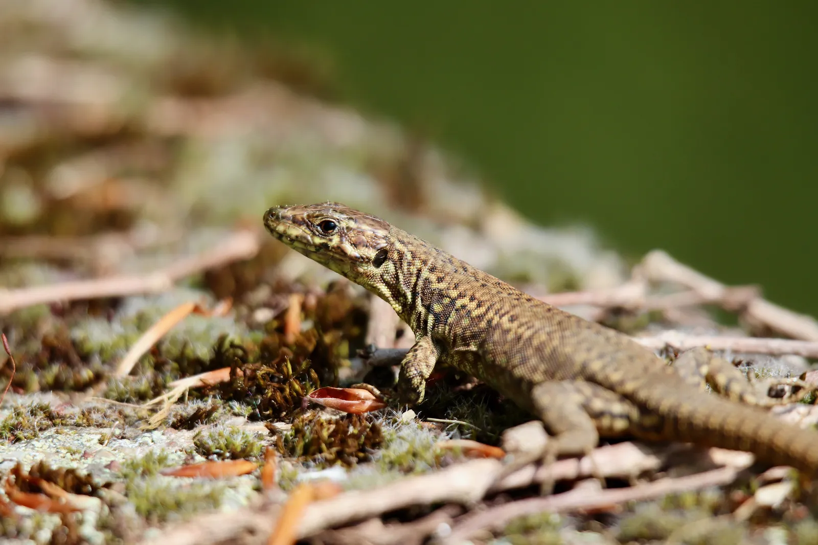 wall-lizard-8733775